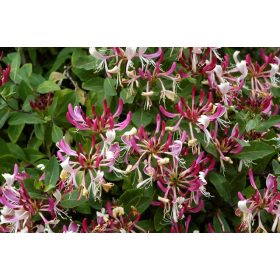  Búbos lonc 'Serotina' fajta - Lonicera periclymenum 'Serotina'