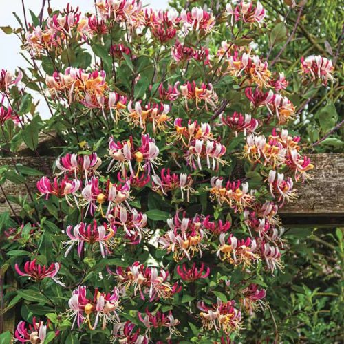 Búbos lonc 'Serotina' fajta - Lonicera periclymenum 'Serotina'