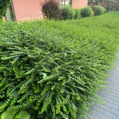 Törpe lonc - Lonicera pileata
