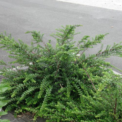 Törpe lonc 'Moss Green' fajta - Lonicera pileata 'Moss Green'