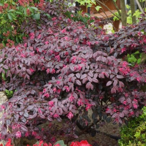 Kínai rojtosvirág  - Loropetalum chinense 'Fire Dance'