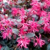 Kínai rojtosvirág 'Plum Gorgeous' fajta - Loropetalum chinense 'Plum Gorgeous'