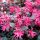 Kínai rojtosvirág 'Plum Gorgeous' fajta - Loropetalum chinense 'Plum Gorgeous'