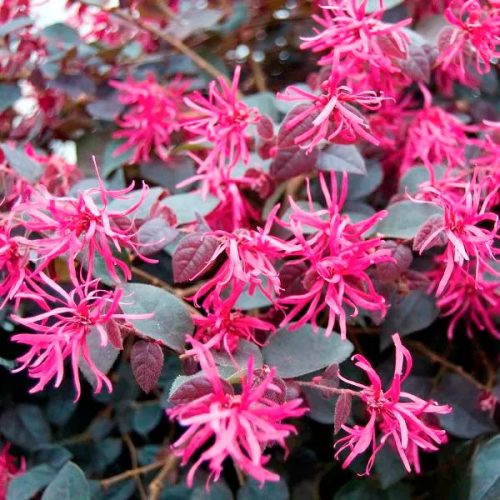 Kínai rojtosvirág 'Plum Gorgeous' fajta - Loropetalum chinense 'Plum Gorgeous'