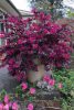 Kínai rojtosvirág 'Plum Gorgeous' fajta - Loropetalum chinense 'Plum Gorgeous'