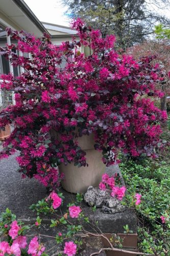 Kínai rojtosvirág - Loropetalum chinense 'Plum Gorgeous'