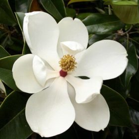   Örökzöld magnólia - Magnolia grandiflora 'Gallissoniensis'