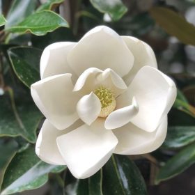 Örökzöld magnólia  - Magnolia grandiflora
