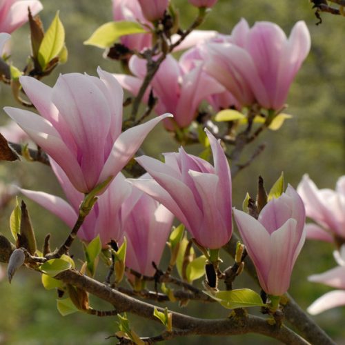 Magnólia 'Heaven Scent' fajta - Magnolia 'Heaven Scent'