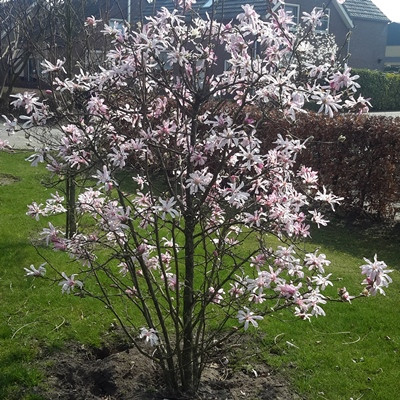Csillagvirágú magnólia - Magnolia loebneri 'Leonard Messel'
