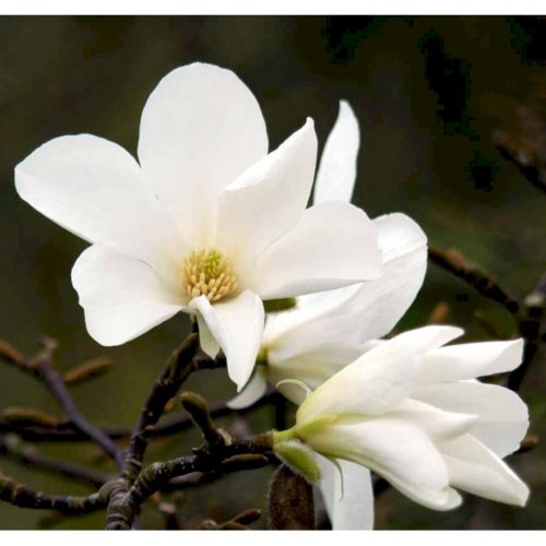 Japán magnólia - Magnolia kobus