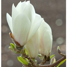   Nagyvirágú magnólia 'Alba Superba' fajta - Magnolia x soulangeana 'Alba Superba'