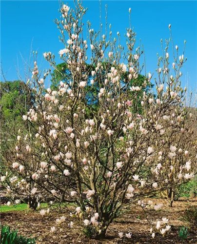 Nagyvirágú magnólia 'Alba Superba' fajta - Magnolia x soulangeana 'Alba Superba'