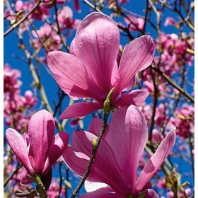   Nagyvirágú magnólia 'Galaxy' fajta - Magnolia fraseri 'Galaxy'