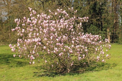 Magnólia -  Magnolia 'George Henry Kern'