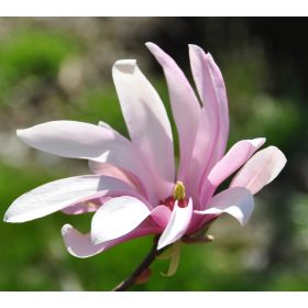   Nagyvirágú magnólia 'Rickii' fajta- Magnolia 'Rickii'