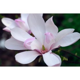 Magnólia - Magnolia 'Pinkie'