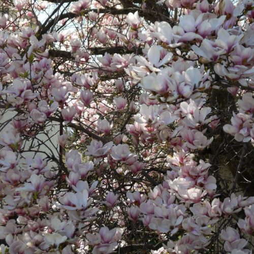 Magnólia - Magnolia 'Pinkie'