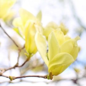   Nagyvirágú magnólia 'Yellow Lantern' fajta - Magnolia 'Yellow Lantern'