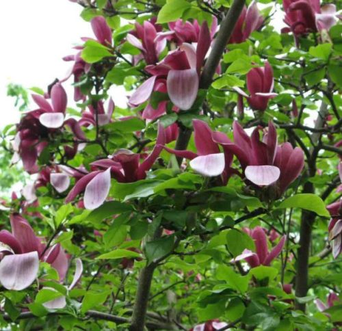 Bíborvörös magnólia 'Nigra' fajta - Magnolia liliiflora 'Nigra'