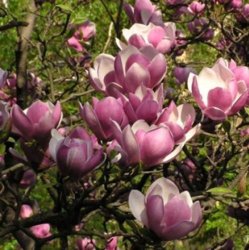 Nagyvirágú magnólia 'Satisfaction' fajta - Magnolia 'Satisfaction'