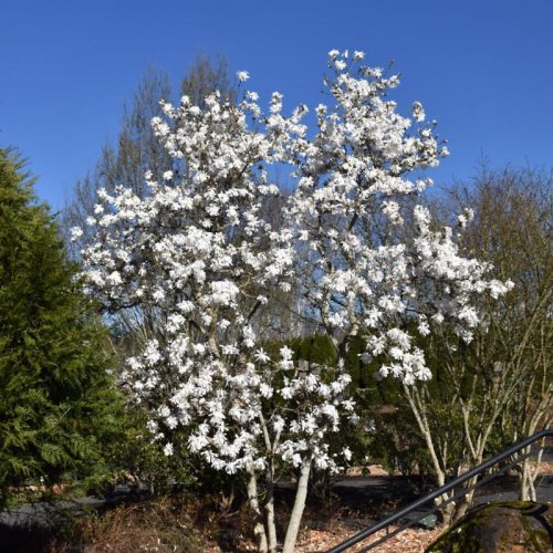 Csillagvirágú magnólia  - Magnolia stellata 'Royal Star'