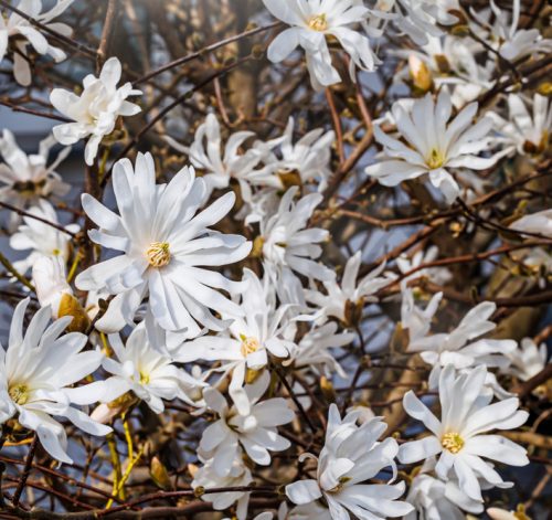 Csillagvirágú magnólia  - Magnolia stellata 'Waterlilly'