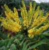 Cserjés mahónia 'Charity' fajta - Mahonia media 'Charity'