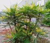 Cserjés mahónia 'Charity' fajta - Mahonia media 'Charity'