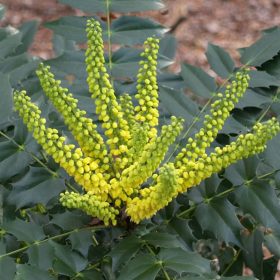   Cserjés mahónia 'Winter Sun' fajta - Mahonia media 'Winter Sun'