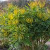 Cserjés mahónia 'Winter Sun' fajta - Mahonia media 'Winter Sun'