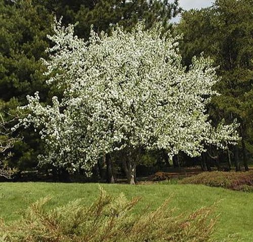 Díszalam 'John Downie' fajta - Malus 'John Downie'