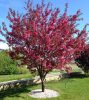 Díszalam 'Royalty' fajta - Malus 'Royalty'