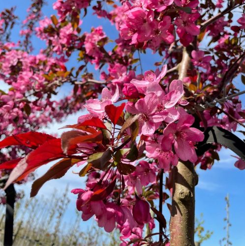 Díszalam 'Royalty' fajta - Malus 'Royalty'