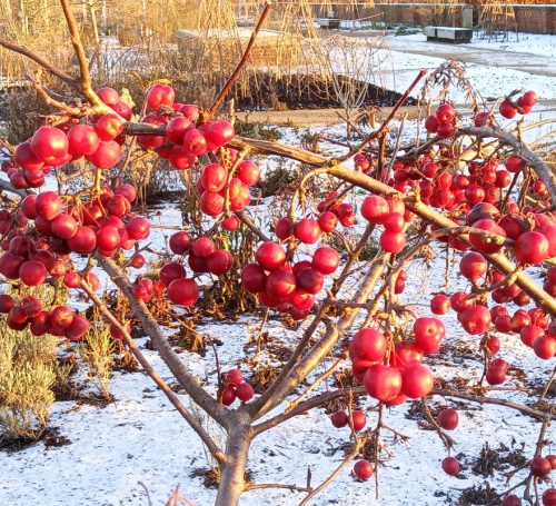 Díszalam 'Red Sentinel' fajta - Malus 'Red Sentinel'