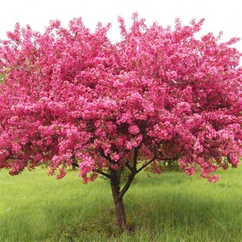 Díszalam 'Ola' fajta - Malus 'Ola'