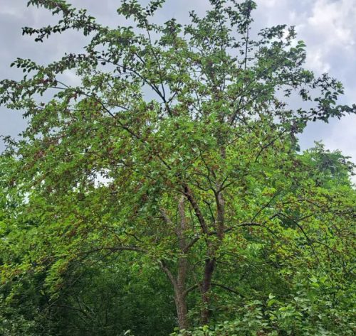 Fekete eperfa - Morus nigra