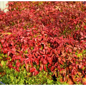   Japán szentfa 'Fire Power' fajta - Nandina domestica 'Fire Power'