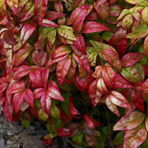 Japán szentfa 'Fire Power' fajta - Nandina domestica 'Fire Power'
