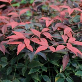   Törpe japán szentfa 'Flirt' fajta - Nandina domestica 'Flirt'
