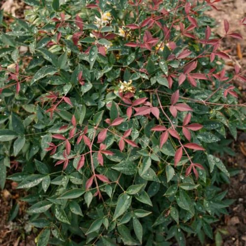 Törpe japán szentfa 'Flirt' fajta - Nandina domestica 'Flirt'