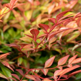   Japán szentfa 'Gulf Stream' fajta - Nandina domestica 'Gulf Stream'