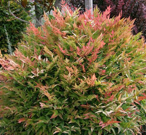 Japán szentfa 'Gulf Stream' fajta - Nandina domestica 'Gulf Stream'