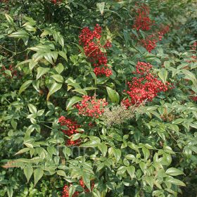  Japán szentfa 'Richmond' fajta - Nandina domestica 'Richmond'