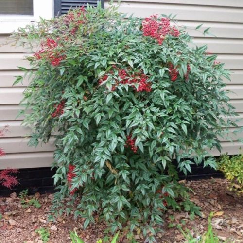 Japán szentfa 'Richmond' fajta - Nandina domestica 'Richmond'