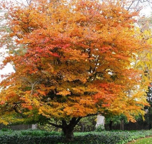 Perzsa varázsfa - Parrotia persica