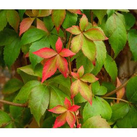 Tapadó vadszőlő - Parthenocissus quinquefolia