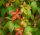 Tapadó vadszőlő - Parthenocissus quinquefolia