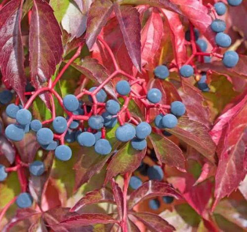 Tapadó vadszőlő - Parthenocissus quinquefolia