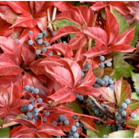   Tapadó vadszőlő 'Engelmannii' fajta - Parthenocissus quinquefolia 'Engelmannii'